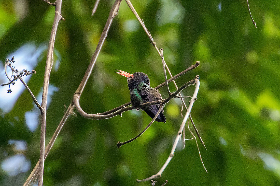 White-chinned sapphire (Hylocharis cyanus) Pumarinri Lodge, San Mart&iacute;n, Peru. Jan 14, 2021 Geotagged,Hylocharis cyanus,Peru,Summer,White-chinned sapphire