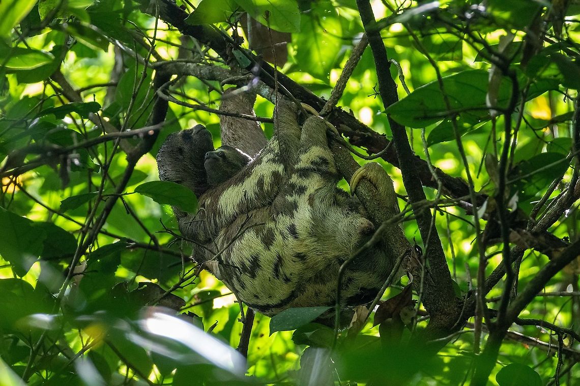 Brown-throated sloth (Bradypus variegatus) Pumarinri Lodge, San Mart&iacute;n, Peru. Jan 14, 2021 Bradypus variegatus,Brown-throated sloth,Geotagged,Peru,Summer
