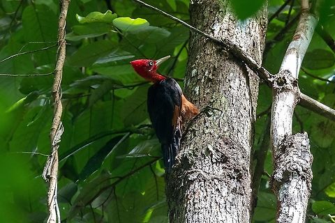 Red-necked woodpecker (Campephilus rubricollis) Pumarinri Lodge, San Mart&iacute;n, Peru. Jan 14, 2021 Campephilus rubricollis,Geotagged,Peru,Red-necked woodpecker,Summer