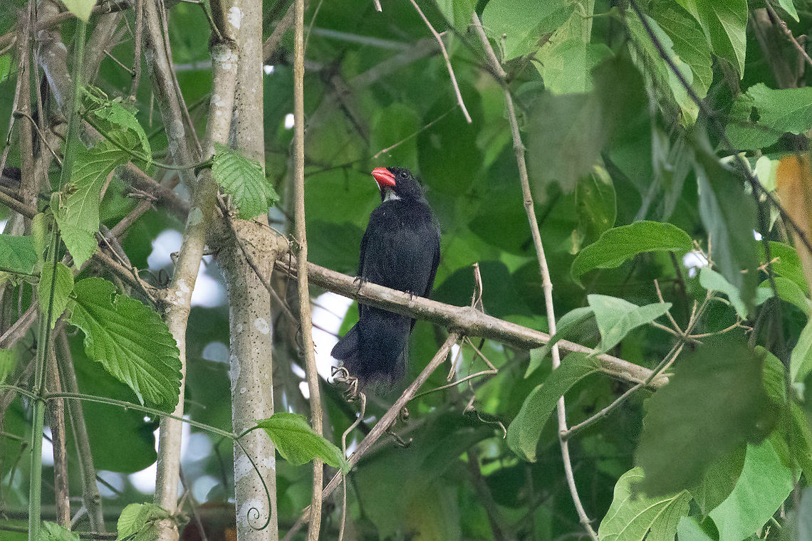 Slate-colored grosbeak (Saltator grossus) Pumarinri Lodge, San Mart&iacute;n, Peru. Jan 14, 2021 Geotagged,Peru,Saltator grossus,Slate-coloured grosbeak,Summer