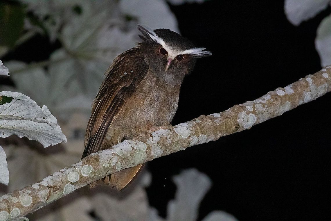 Crested Owl (Lophostrix cristata) Pumarinri Lodge, San Mart&iacute;n, Peru. Jan 14, 2021 Crested owl,Geotagged,Lophostrix cristata,Peru,Summer