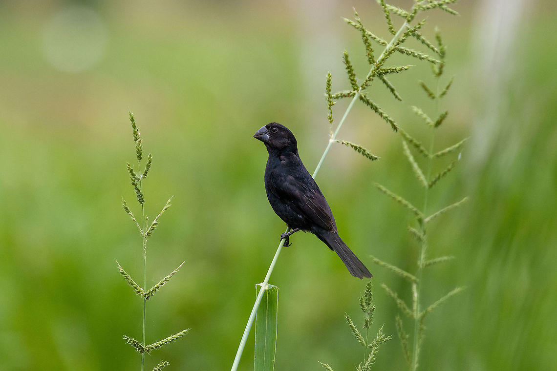 Black-billed seed finch (Sporophila atrirostris) Rioja, San Mart&iacute;n, Peru. Jan 15, 2021 Black-billed seed finch,Geotagged,Peru,Sporophila atrirostris,Summer