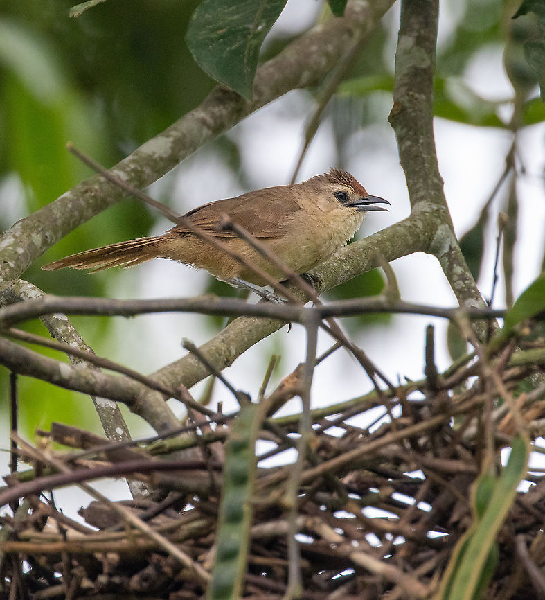 Rufous-fronted thornbird (Phacellodomus rufifrons) Rioja, San Mart&iacute;n, Peru. Jan 15, 2021 Geotagged,Peru,Phacellodomus rufifrons,Rufous-fronted thornbird,Summer