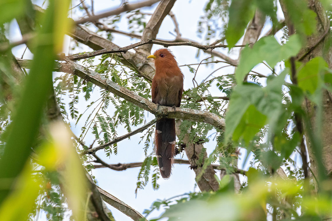 Little cuckoo (Coccycua minuta) Rioja, San Mart&iacute;n, Peru. Jan 15, 2021 Coccycua minuta,Geotagged,Little cuckoo,Peru,Summer