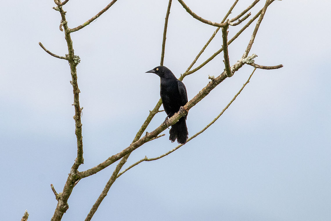 Pale-eyed blackbird (Agelasticus xanthophthalmus) Rioja, San Mart&iacute;n, Peru. Jan 15, 2021 Agelasticus xanthophthalmus,Geotagged,Pale-eyed blackbird,Peru,Summer