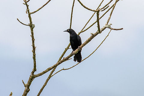 Pale-eyed blackbird (Agelasticus xanthophthalmus) Rioja, San Martín, Peru. Jan 15, 2021 Agelasticus xanthophthalmus,Geotagged,Pale-eyed blackbird,Peru,Summer