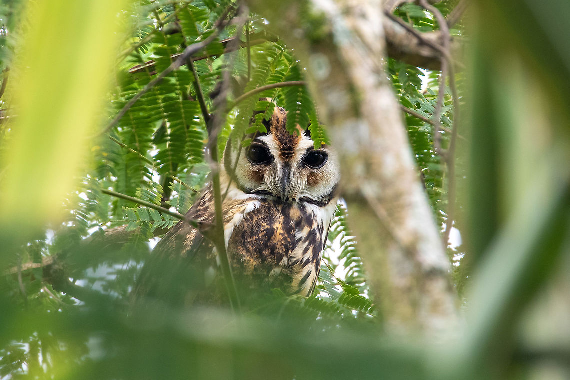 Striped owl (Asio clamator) Rioja, San Mart&iacute;n, Peru. Jan 15, 2021 Geotagged,Peru,Pseudoscops clamator,Striped owl,Summer