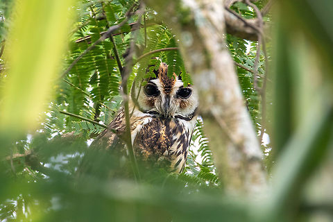 Striped owl (Asio clamator) Rioja, San Mart&iacute;n, Peru. Jan 15, 2021 Geotagged,Peru,Pseudoscops clamator,Striped owl,Summer