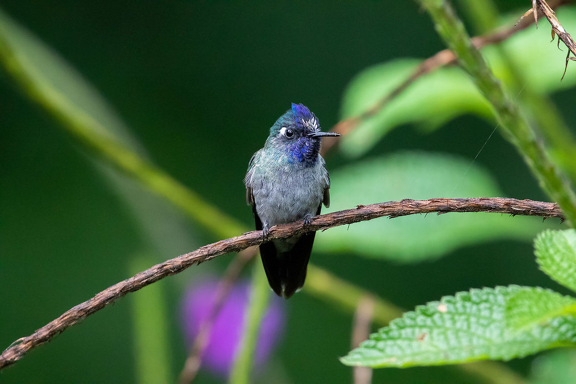 Violet-headed hummingbird (Klais guimeti) Llanteria, BP Alto Mayo, San Mart&iacute;n, Peru. Jan 15, 2021 Geotagged,Klais guimeti,Peru,Summer,Violet-headed hummingbird