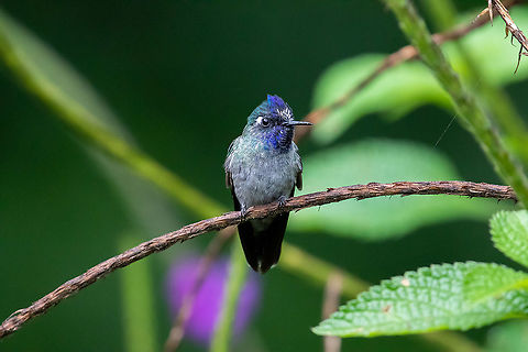 Violet-headed hummingbird (Klais guimeti) Llanteria, BP Alto Mayo, San Mart&iacute;n, Peru. Jan 15, 2021 Geotagged,Klais guimeti,Peru,Summer,Violet-headed hummingbird