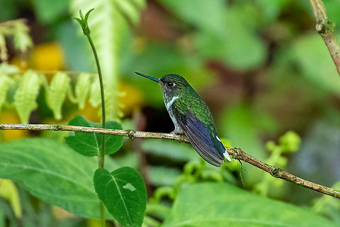 Ecuadorian piedtail (Phlogophilus hemileucurus) Llanteria, BP Alto Mayo, San Mart&iacute;n, Peru. Jan 15, 2021 Ecuadorian piedtail,Geotagged,Peru,Phlogophilus hemileucurus,Summer