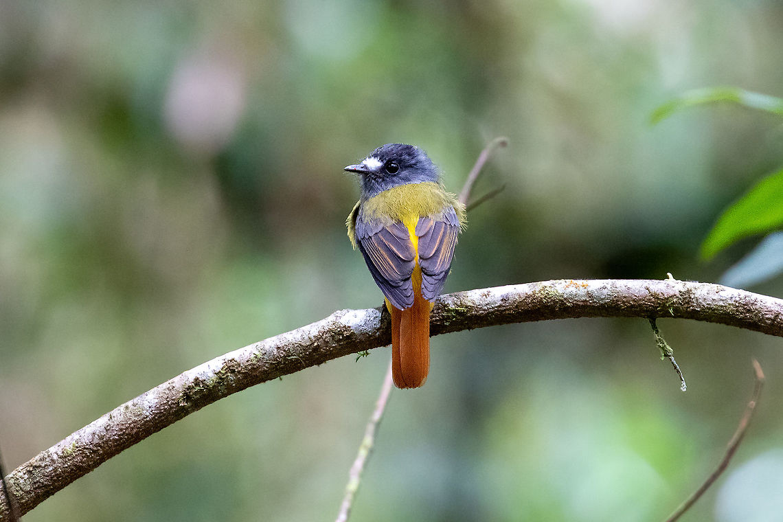 Ornate flycatcher (Myiotriccus ornatus) Fundo Alto Nieva, San Mart&iacute;n, Peru. Jan 16, 2021 Geotagged,Myiotriccus ornatus,Ornate flycatcher,Peru,Summer