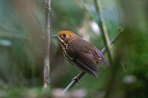 Ochre-fronted antpitta