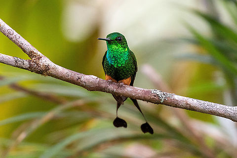 Peruvian (Booted) Racket-tail - Ocreatus (underwoodii) peruanus Fundo Alto Nieva, San Mart&iacute;n, Peru. Jan 16, 2021 Geotagged,Ocreatus peruanus,Ocreatus underwoodii,Peru,Peruvian racket-tail,Summer