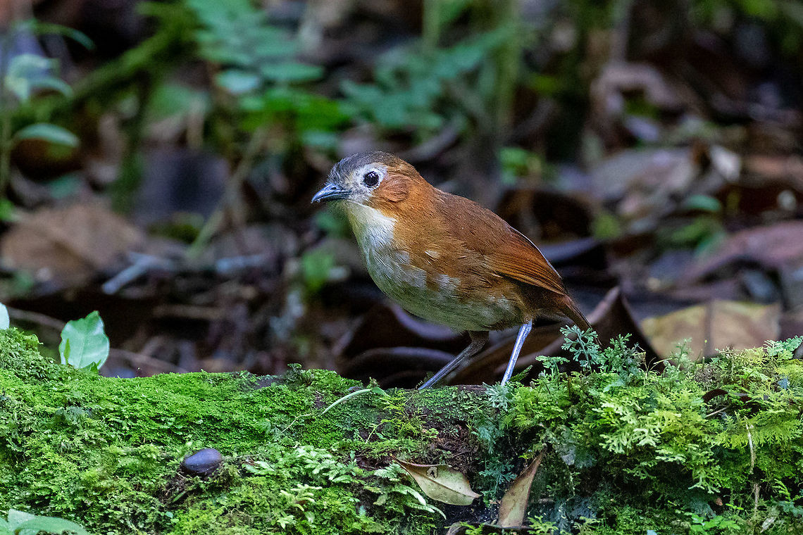 Rusty-tinged antpitta (Grallaria przewalskii) Fundo Alto Nieva, San Mart&iacute;n, Peru. Jan 16, 2021 Geotagged,Grallaria przewalskii,Peru,Rusty-tinged antpitta,Summer