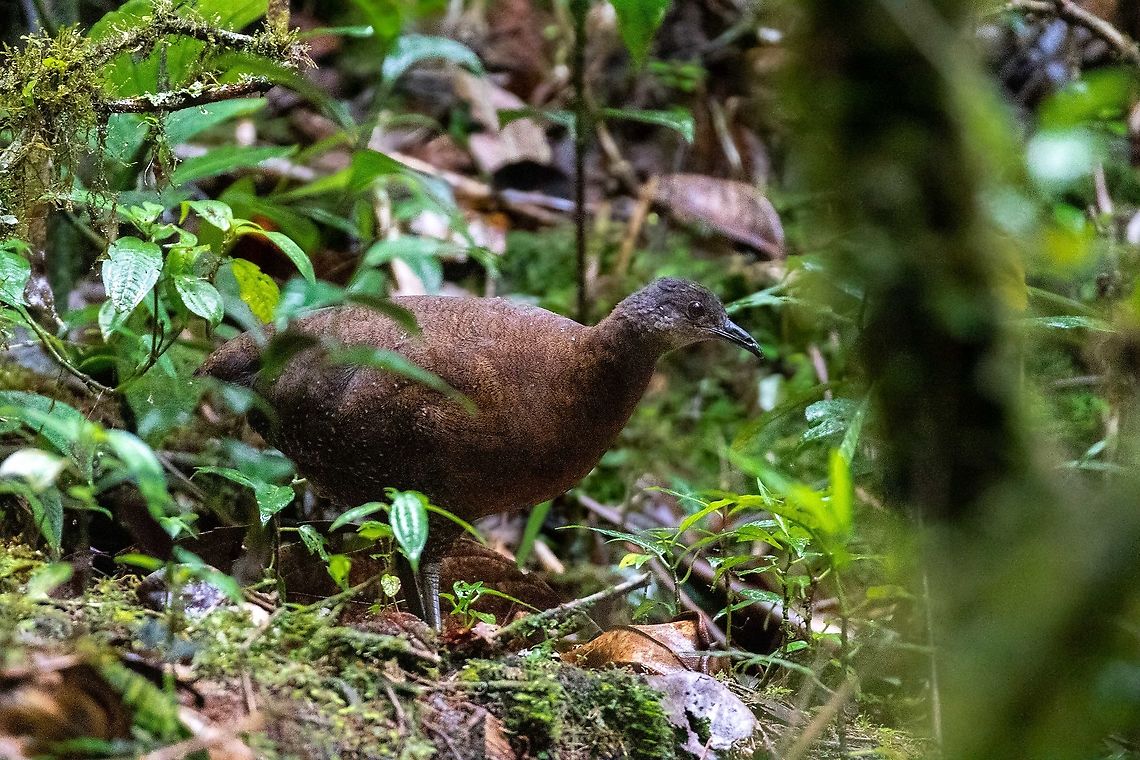 Hooded tinamou (Nothocercus nigrocapillus) Fundo Alto Nieva, San Mart&iacute;n, Peru. Jan 17, 2021 Geotagged,Hooded tinamou,Nothocercus nigrocapillus,Peru,Summer