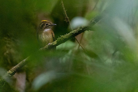 White-throated spadebill (Platyrinchus mystaceus) Fundo Alto Nieva, San Mart&iacute;n, Peru. Jan 17, 2021 Geotagged,Peru,Platyrinchus mystaceus,Summer,White-throated spadebill