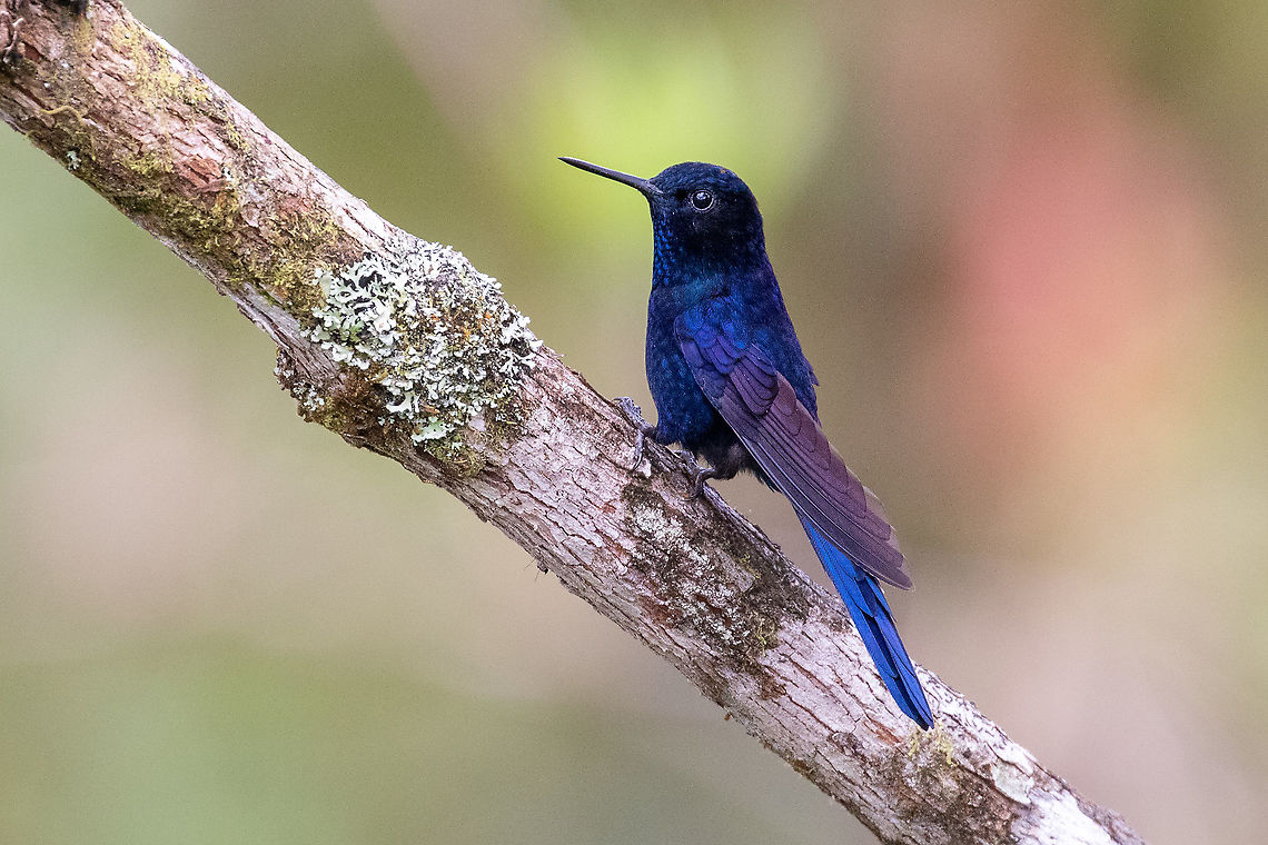 Royal sunangel (Heliangelus regalis) Fundo Alto Nieva, San Mart&iacute;n, Peru. Jan 18, 2021 Geotagged,Heliangelus regalis,Peru,Royal sunangel,Summer