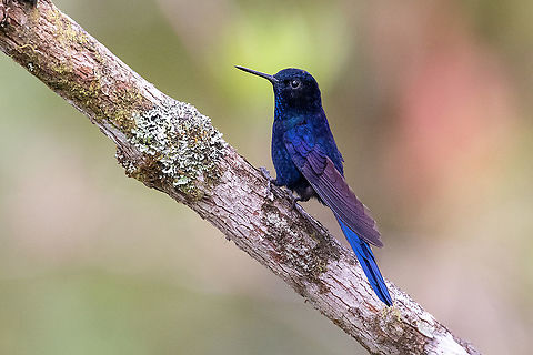 Royal sunangel (Heliangelus regalis) Fundo Alto Nieva, San Mart&iacute;n, Peru. Jan 18, 2021 Geotagged,Heliangelus regalis,Peru,Royal sunangel,Summer