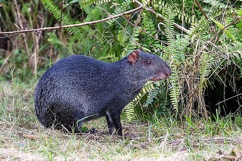 Black agouti (Dasyprocta fuliginosa) Fundo Alto Nieva, San Mart&iacute;n, Peru. Jan 18, 2021 Black agouti,Dasyprocta fuliginosa,Geotagged,Peru,Summer
