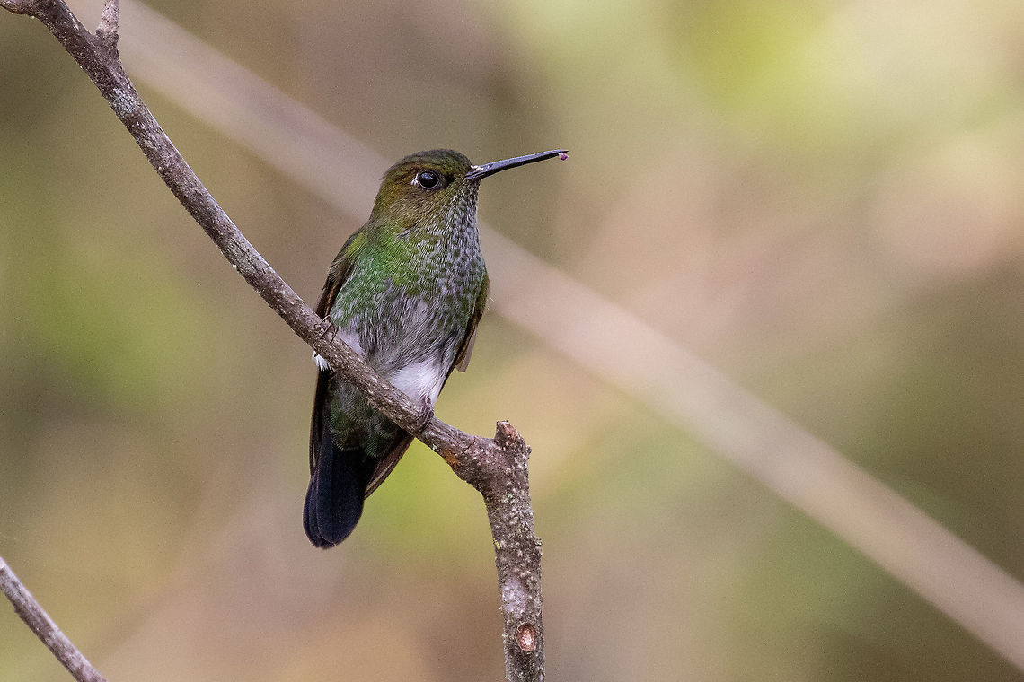 Greenish puffleg (Haplophaedia aureliae) Fundo Alto Nieva, San Mart&iacute;n, Peru. Jan 18, 2021 Geotagged,Greenish puffleg,Haplophaedia aureliae,Peru,Summer