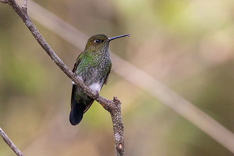 Greenish puffleg (Haplophaedia aureliae) Fundo Alto Nieva, San Mart&iacute;n, Peru. Jan 18, 2021 Geotagged,Greenish puffleg,Haplophaedia aureliae,Peru,Summer