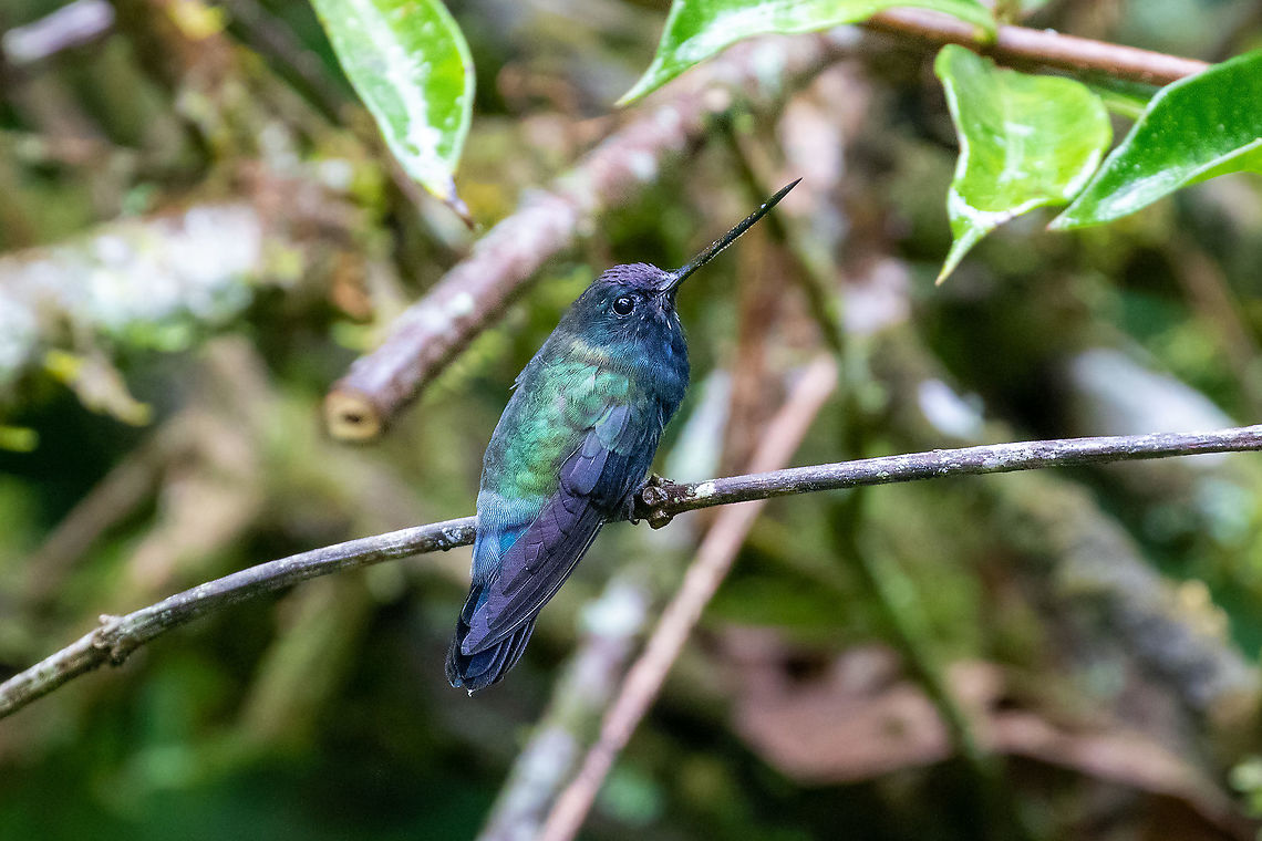 Blue-fronted lancebill (Doryfera johannae) Reserva Arena Blanca, San Mart&iacute;n, Peru. Jan 18, 2021 Blue-fronted lancebill,Doryfera johannae,Geotagged,Peru,Summer
