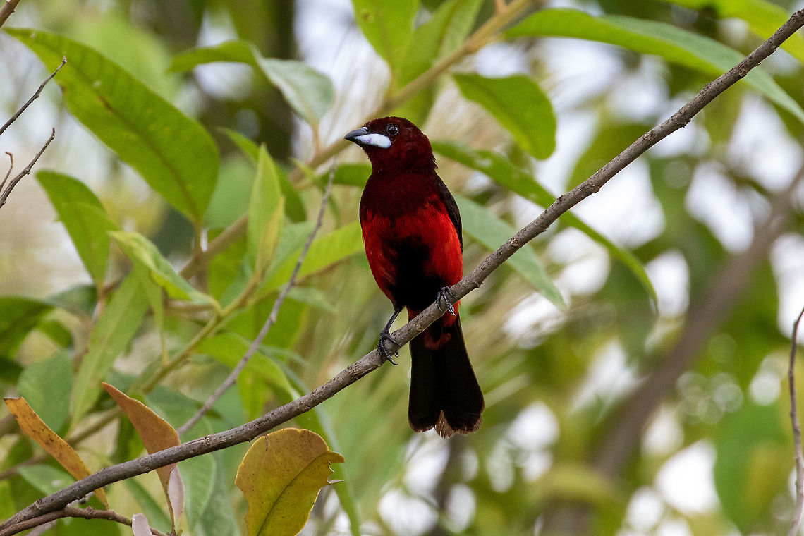 Huallaga tanager (Ramphocelus melanogaster) Reserva Arena Blanca, San Mart&iacute;n, Peru. Jan 18, 2021 Geotagged,Huallaga tanager,Peru,Ramphocelus melanogaster,Summer