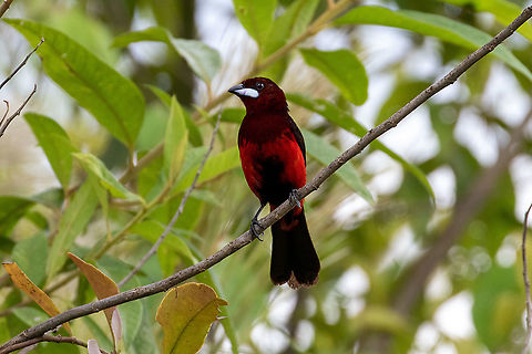 Huallaga tanager