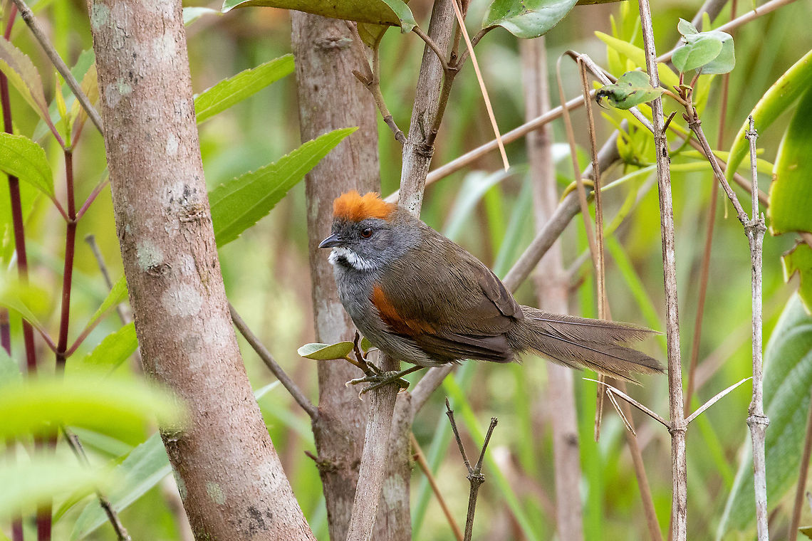 Dark-breasted spinetail (Synallaxis albigularis) Reserva Arena Blanca, San Mart&iacute;n, Peru. Jan 18, 2021 Dark-breasted spinetail,Geotagged,Peru,Summer,Synallaxis albigularis