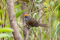 Dark-breasted spinetail (Synallaxis albigularis) Reserva Arena Blanca, San Martín, Peru. Jan 18, 2021 Dark-breasted spinetail,Geotagged,Peru,Summer,Synallaxis albigularis