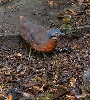 Little tinamou (Crypturellus soui) Reserva Arena Blanca, San Mart&iacute;n, Peru. Jan 18, 2021 Crypturellus soui,Geotagged,Little tinamou,Peru,Summer