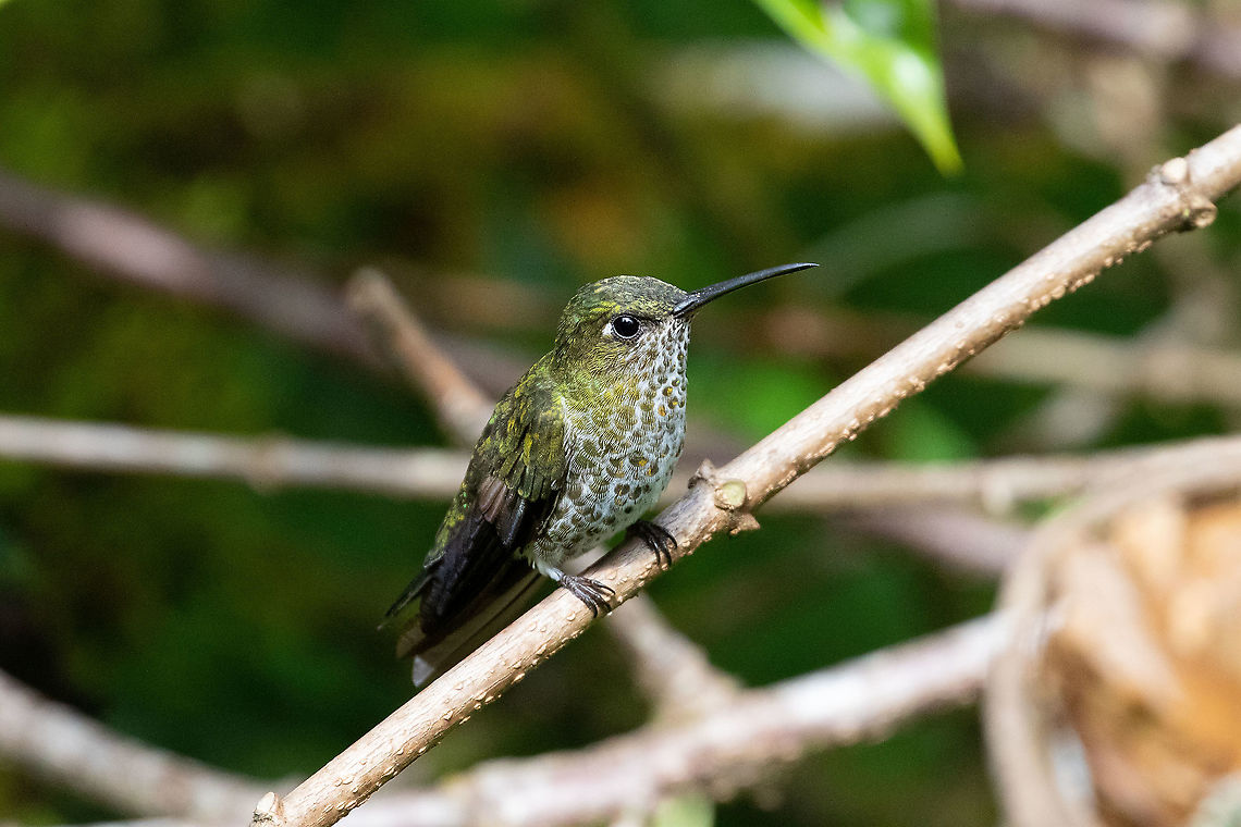 Many-spotted hummingbird (Taphrospilus hypostictus) Reserva Arena Blanca, San Mart&iacute;n, Peru. Jan 18, 2021 Geotagged,Many-spotted hummingbird,Peru,Summer,Taphrospilus hypostictus