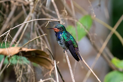 Rufous-throated sapphire (Hylocharis sapphirina) Reserva Arena Blanca, San Mart&iacute;n, Peru. Jan 18, 2021 Geotagged,Hylocharis sapphirina,Peru,Rufous-throated sapphire,Summer