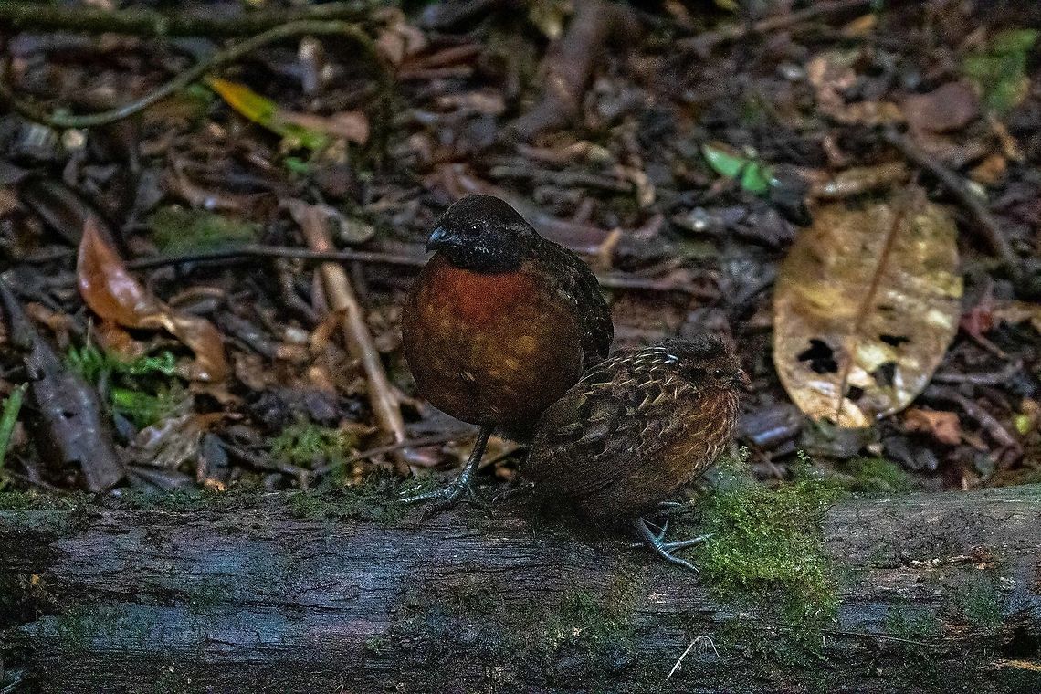Rufous-breasted wood quail (Odontophorus speciosus) Reserva Arena Blanca, San Mart&iacute;n, Peru. Jan 18, 2021 Geotagged,Odontophorus  speciosus,Peru,Rufous-breasted wood quail,Summer