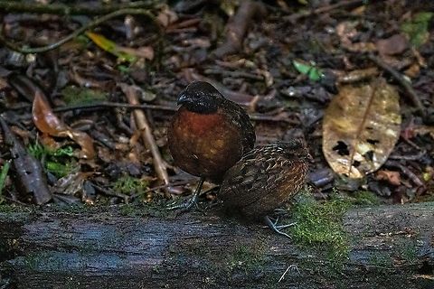 Rufous-breasted wood quail (Odontophorus speciosus) Reserva Arena Blanca, San Martín, Peru. Jan 18, 2021 Geotagged,Odontophorus speciosus,Peru,Rufous-breasted wood quail,Summer