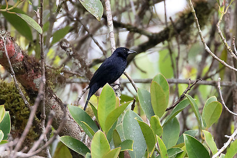 White-lined tanager (Tachyphonus rufus) Reserva Arena Blanca, San Mart&iacute;n, Peru. Jan 18, 2021 Geotagged,Peru,Summer,Tachyphonus rufus,White-lined tanager