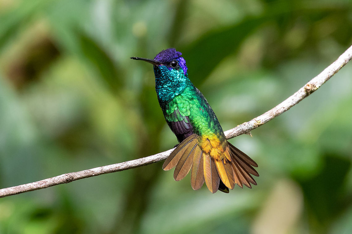 Golden-tailed sapphire (Chrysuronia oenone) Reserva Arena Blanca, San Mart&iacute;n, Peru. Jan 18, 2021 Chrysuronia oenone,Geotagged,Golden-tailed sapphire,Peru,Summer