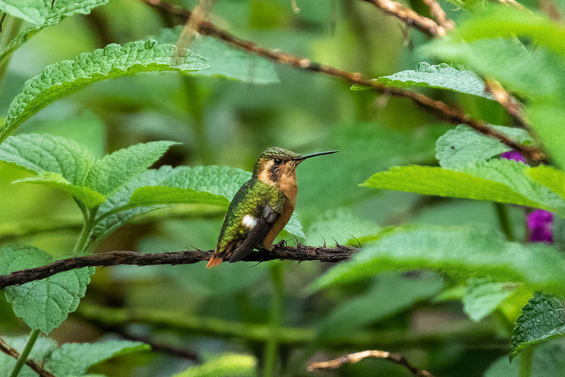 Little woodstar (Chaetocercus bombus) Reserva Arena Blanca, San Mart&iacute;n, Peru. Jan 18, 2021 Chaetocercus bombus,Geotagged,Little woodstar,Peru,Summer