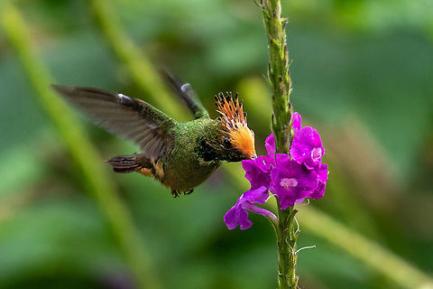 Rufous-crested coquette (Lophornis delattrei) Reserva Arena Blanca, San Mart&iacute;n, Peru. Jan 18, 2021 Geotagged,Lophornis delattrei,Peru,Rufous-crested coquette,Summer