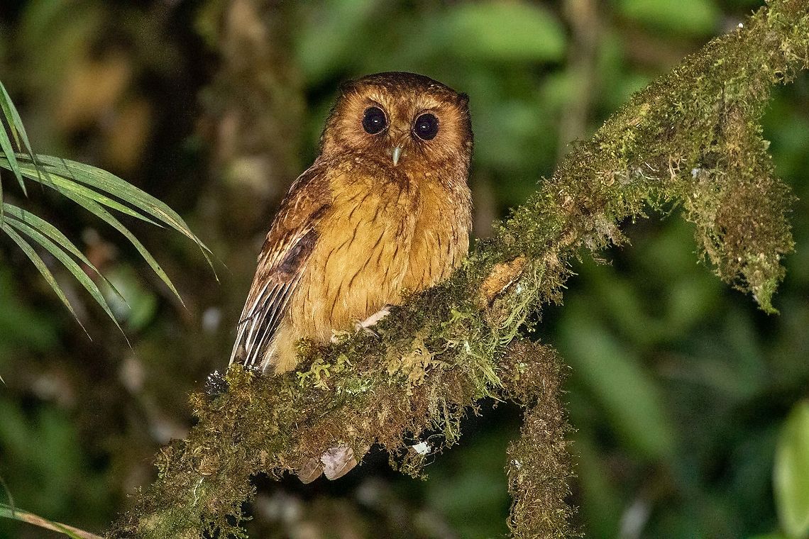Cinnamon screech owl (Megascops petersoni) Reserva Arena Blanca, San Mart&iacute;n, Peru. Jan 18, 2021 Cinnamon screech owl,Geotagged,Megascops petersoni,Peru,Summer