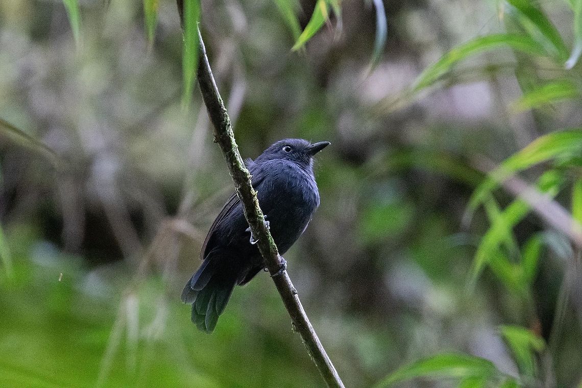 Uniform antshrike (Thamnophilus unicolor) Fundo Alto Nieva, San Mart&iacute;n, Peru. Jan 19, 2021 Geotagged,Peru,Summer,Thamnophilus unicolor,Uniform antshrike