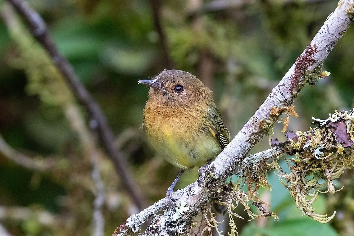 Cinnamon-breasted tody-tyrant (Hemitriccus cinnamomeipectus) Fundo Alto Nieva, San Mart&iacute;n, Peru. Jan 20, 2021 Cinnamon-breasted tody-tyrant,Geotagged,Hemitriccus cinnamomeipectus,Peru,Summer