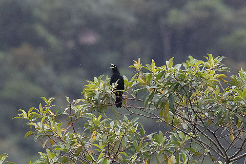 Scarlet-rumped cacique (Cacicus uropygialis) Fundo Alto Nieva, San Mart&iacute;n, Peru. Jan 19, 2021 Cacicus uropygialis,Geotagged,Peru,Scarlet-rumped cacique,Summer