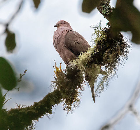 Ruddy Pigeon (Patagioenas subvinacea) Owlet Lodge, Amazonas, Peru. Jan 20, 2021 Geotagged,Patagioenas subvinacea,Peru,Ruddy pigeon,Summer