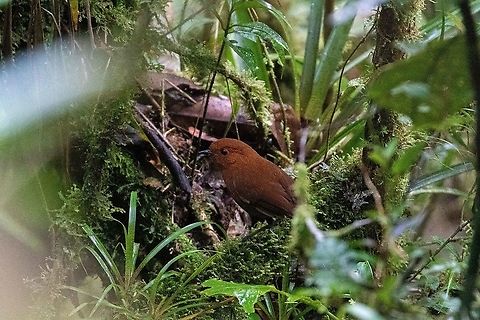 Chestnut antpitta (Grallaria blakei) Owlet Lodge, Amazonas, Peru. Jan 20, 2021 Chestnut antpitta,Geotagged,Grallaria blakei,Peru,Summer