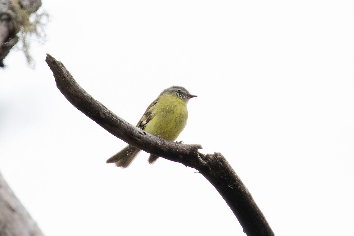 Sulphur-bellied tyrannulet (Mecocerculus minor) Owlet Lodge, Amazonas, Peru. Jan 20, 2021 Geotagged,Mecocerculus minor,Peru,Sulphur-bellied tyrannulet,Summer