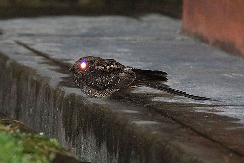 Lyre-tailed nightjar (Uropsalis lyra) Owlet Lodge, Amazonas, Peru. Jan 20, 2021 Geotagged,Lyre-tailed nightjar,Peru,Summer,Uropsalis lyra