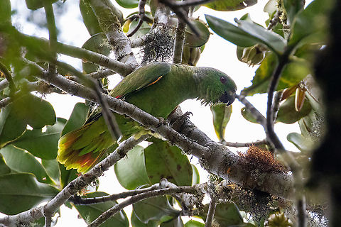 Scaly-naped amazon (Amazona mercenarius) Owlet Lodge, Amazonas, Peru. Jan 20, 2021 Amazona mercenarius,Geotagged,Peru,Scaly-naped amazon,Summer