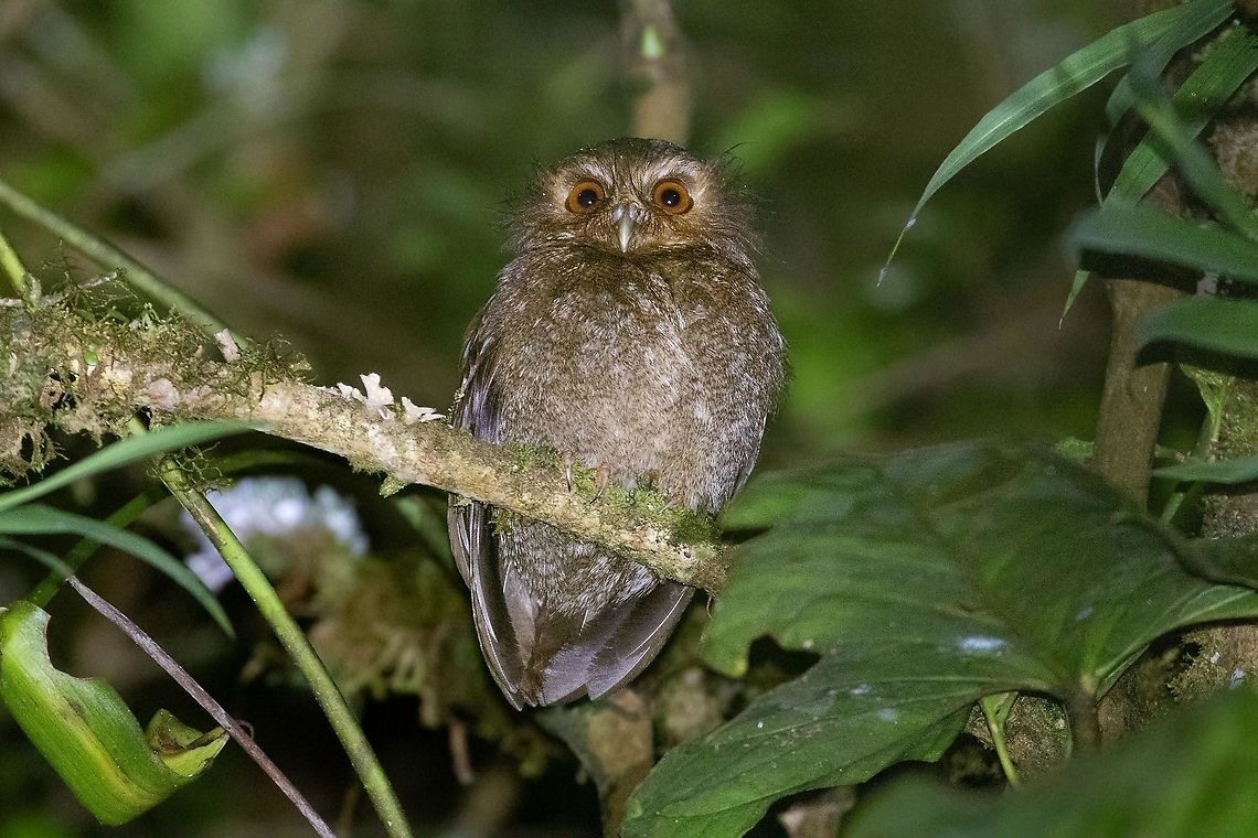 Long-whiskered owlet (Xenoglaux loweryi) Owlet lodge, Amazonas, Peru. Jan 20, 2021 Geotagged,Long-whiskered owlet,Peru,Summer,Xenoglaux loweryi
